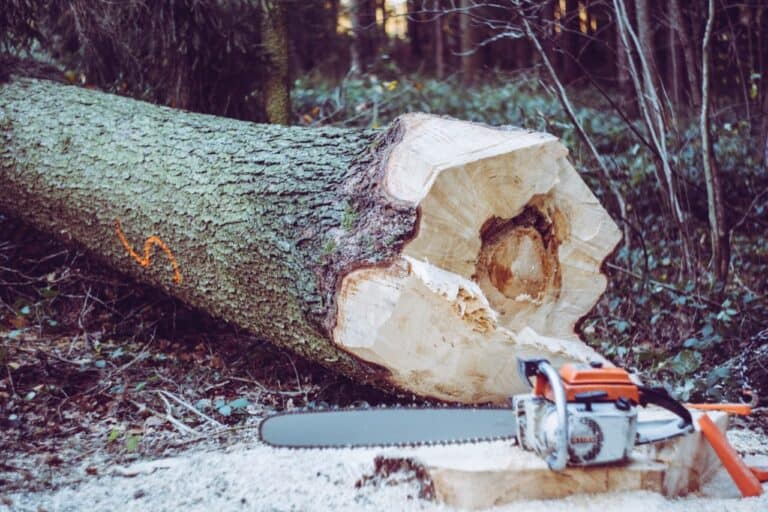 Professional tree felling service using a chainsaw to cut down a tree