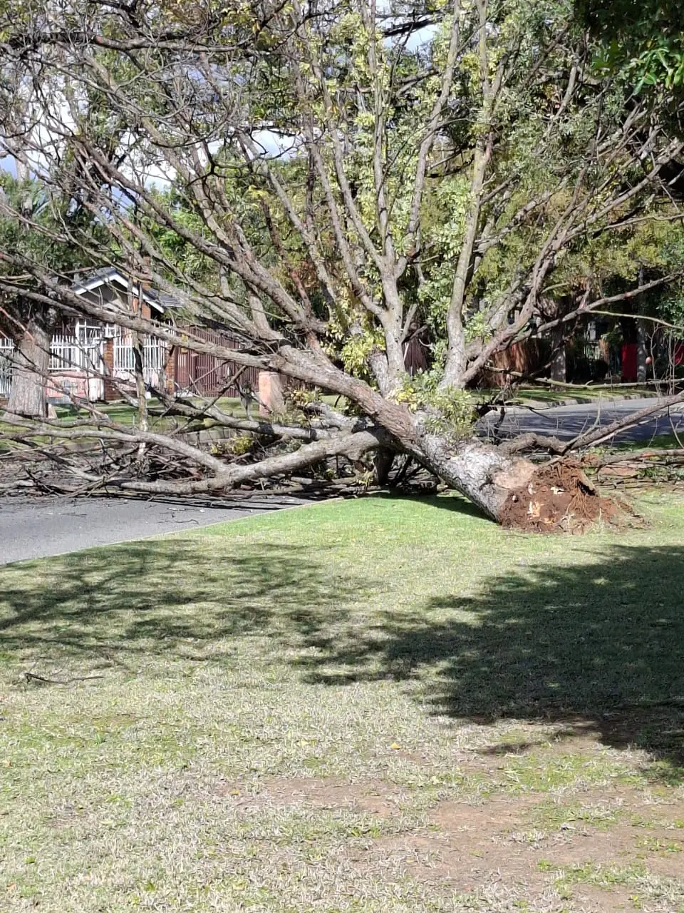Large uprooted tree lying on a grass verge with its root plate exposed