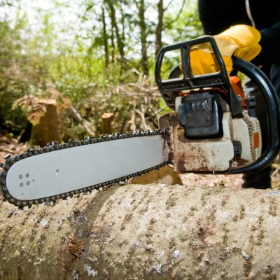 Tree being cut in half with a chainsaw during professional tree felling service.